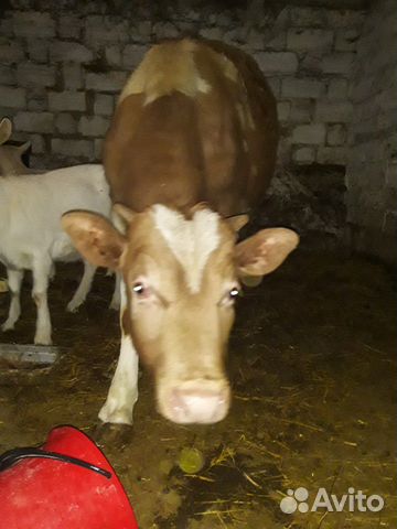 Корова и бычек на (доращивание) купить на Зозу.ру - фотография № 6