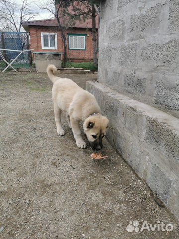 Собака армянский гампор волкодав купить на Зозу.ру - фотография № 1