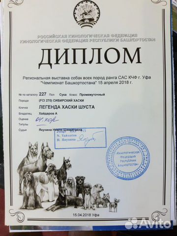 Щенята сибирский хаски с родословной купить на Зозу.ру - фотография № 4