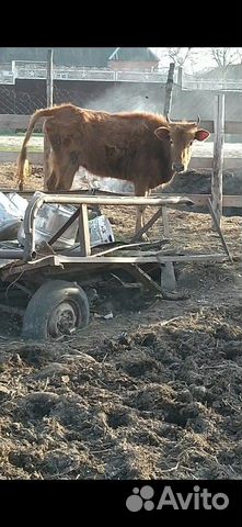 Коровы купить на Зозу.ру - фотография № 6