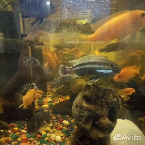 Рыбки акварюмы папугаи купить на Зозу.ру - фотография № 2