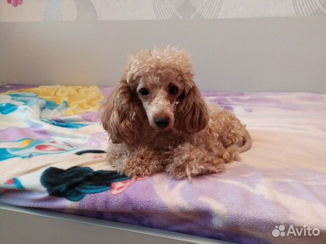 Карликовый пудель тедди. Розовый пудель. Мальтипу тедди. Найден пудель москва. Пудель самка.