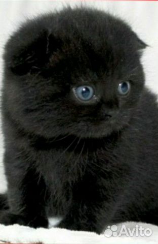 Продаю шотландских котят купить на Зозу.ру - фотография № 2
