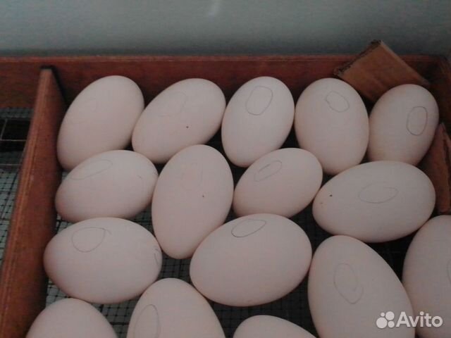 Гусиное инкубационное яйцо купить на Зозу.ру - фотография № 2