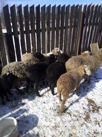 Овцы домашние купить на Зозу.ру - фотография № 5