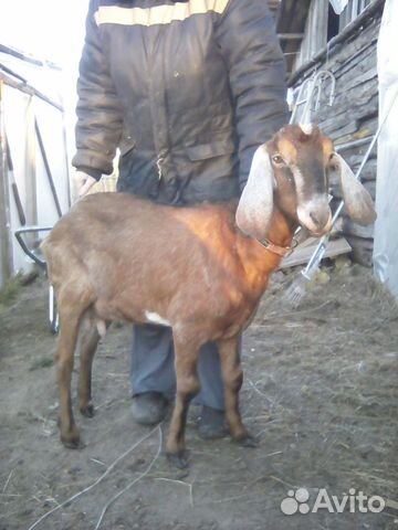 Семья коз купить на Зозу.ру - фотография № 10