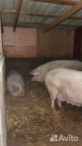 Свиньи живым весом купить на Зозу.ру - фотография № 4