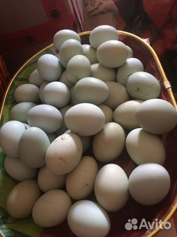 Яйца инкубационные порода ухейилюй купить на Зозу.ру - фотография № 1