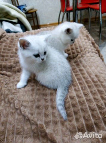 Кошка Кошка
