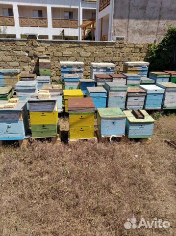 Пчелы, пчелопакеты, матки, улики купить на Зозу.ру - фотография № 2