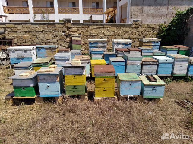 Пчелы, пчелопакеты, матки, улики купить на Зозу.ру - фотография № 1