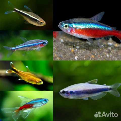 Аквариумные рыбки розницу и оптом
