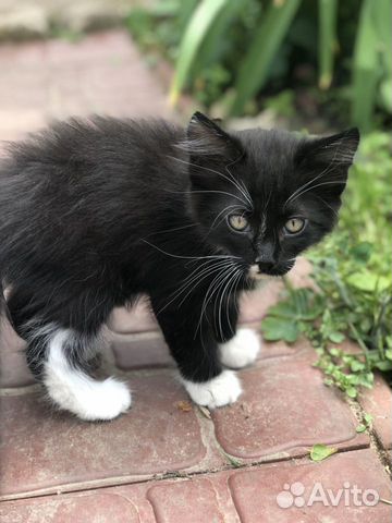 Котёнок