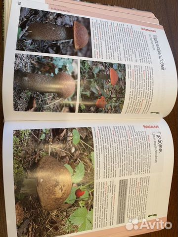 Книга про грибы Книга про грибы