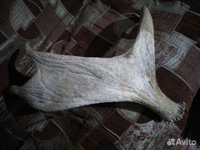 Рога, птицы, животные Рога, птицы, животные