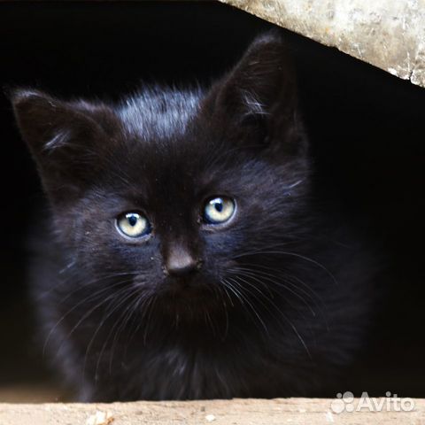 Мальчик Бумер 2 месяца