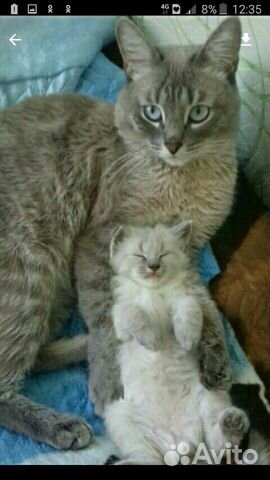 Тайский кот.вязка