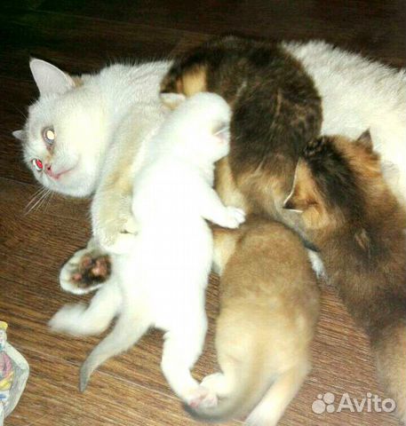 Шотландские котята Шиншиллы, золото и серебро Шотландские котята Шиншиллы, золото и серебро
