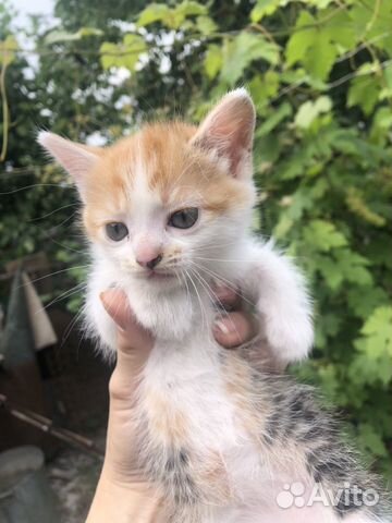 Котята бесплатно