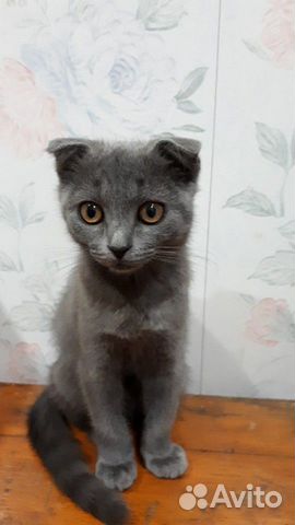 Отдам кошку в добрые руки