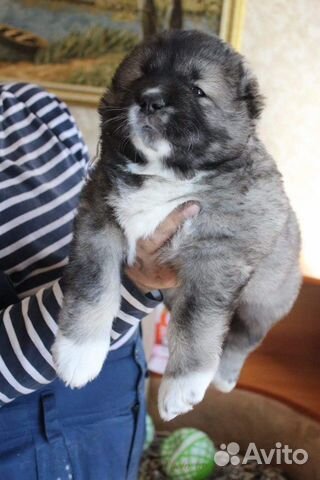 Собака