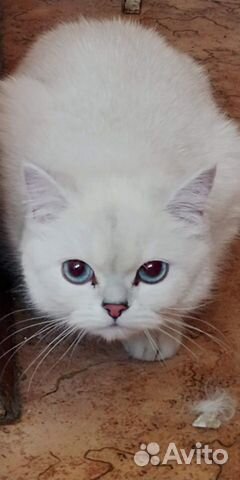 Британская кошка Британская кошка