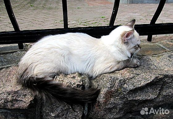 Невские Маскарадные котята
