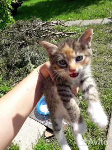 Котята 1,2-2 месяца