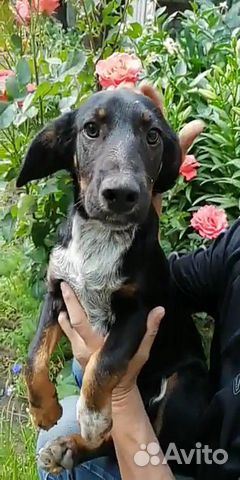 Метис в добрые руки