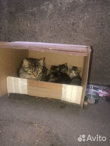 Котята ищут дом Котята ищут дом