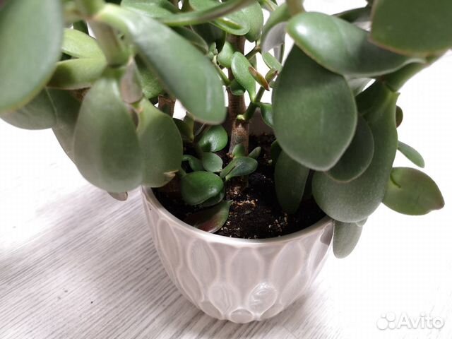 Толстянка (Денежное дерево) Толстянка (Денежное дерево)