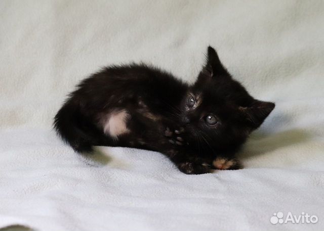 Черепаховый котёнок в дар Черепаховый котёнок в дар