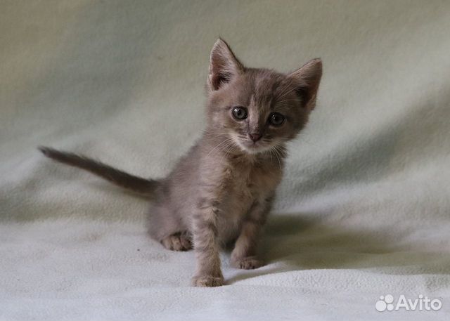 Красивый котёнок в дар Красивый котёнок в дар