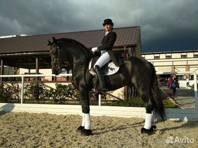 Услуги тренера-берейтора по конному спорту, выездк