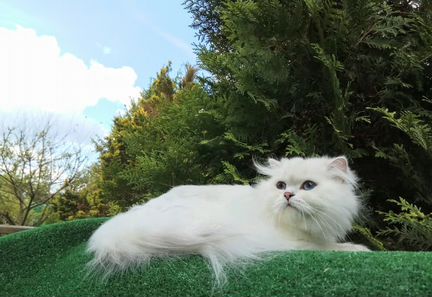 Кот длинношерстный вязка