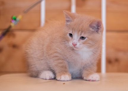 Персиковый котенок