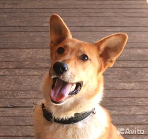 Отдаю даром собаку Доминику в добрые руки