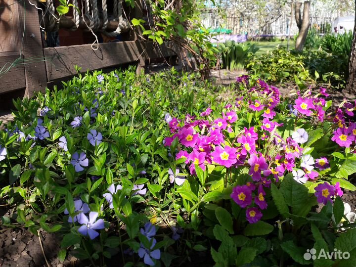 Почвопокровные растения