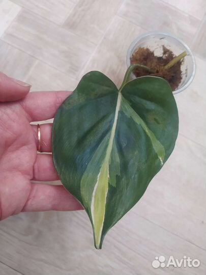 Филодендроны