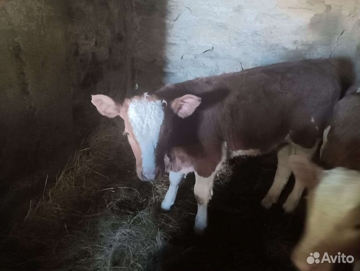 Бык лимузины