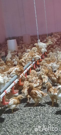 Цыплята несушки Ломан Браун