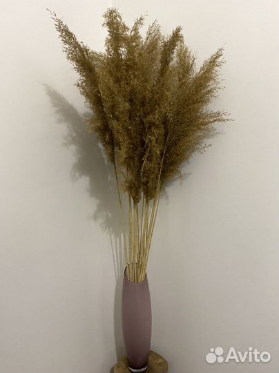 Сухоцветы камыш