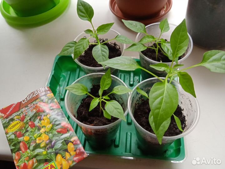 Перец комнатный острый