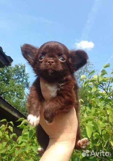 Щенки чихуахуа бейби фейс Коби тип шоколадные