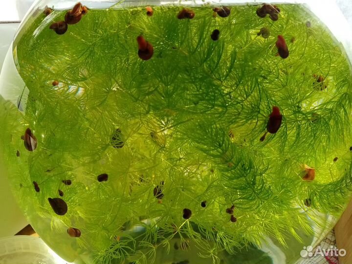Аквариумные водоросли и улитки катушки
