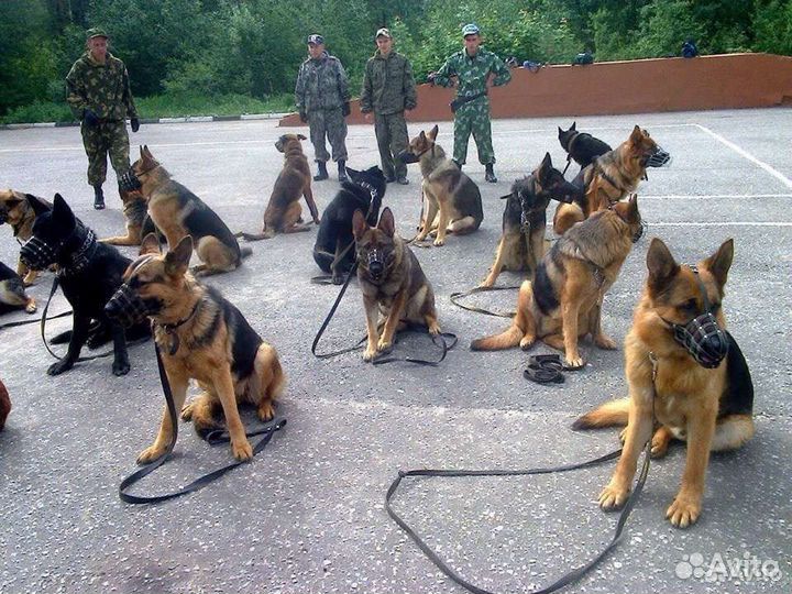 Vipдрессировка и vipпередержка собак