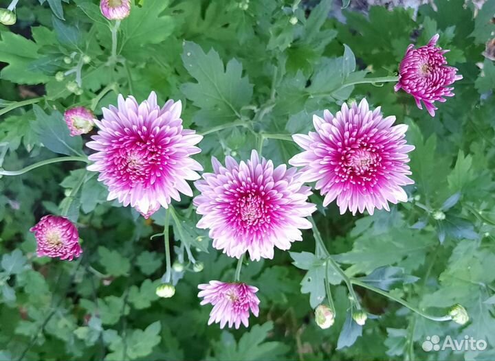 Хризантема корейская