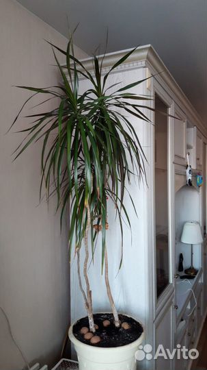 Драцена окаймленнная