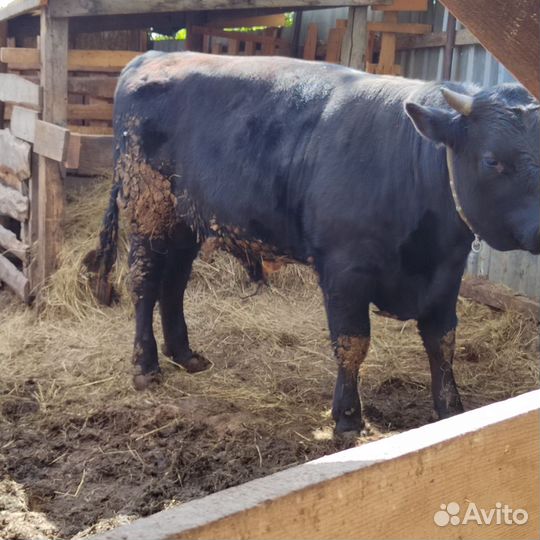 Быки на племя