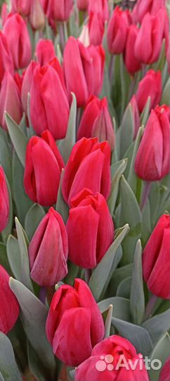 Луковицы тюльпанов